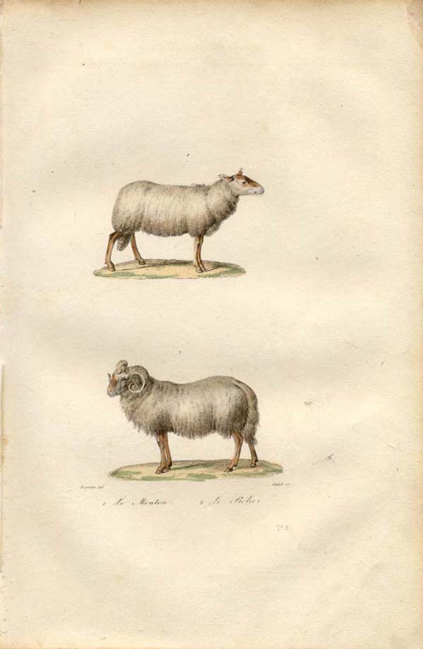 Buffon Sheep