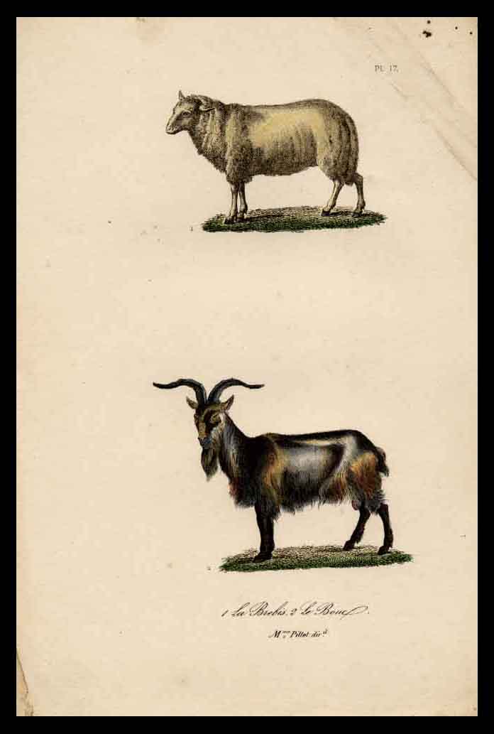 Buffon Sheep and Goat Print