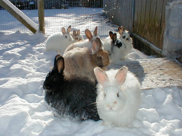 Bunnys in the Snow