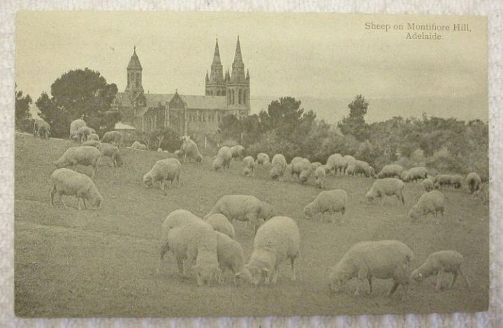 C1900 Adelaide Sheep Montifiore Hill