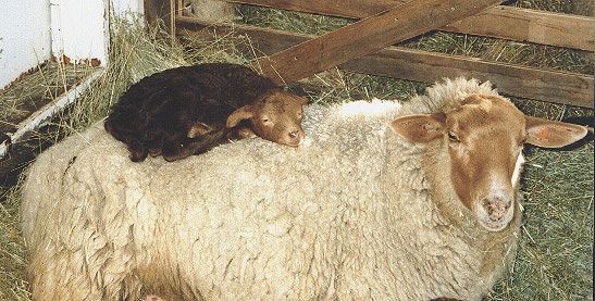 California Red Ewe with Lamb