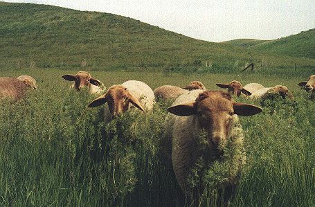 California Red Sheep