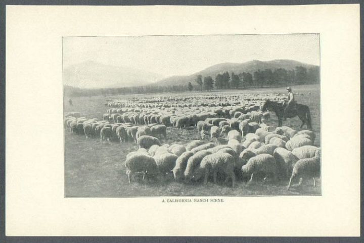 California Sheep Ranch