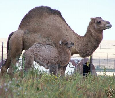 Camel with Cria