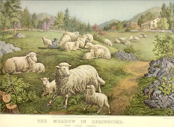 Candi Meadow in Springtime Sheep