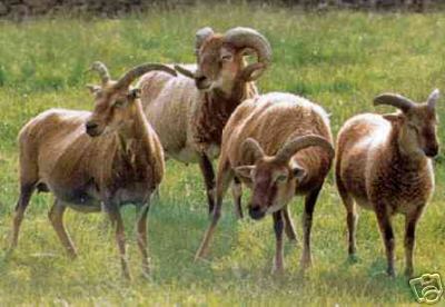 Castlemilk Moorit Sheep