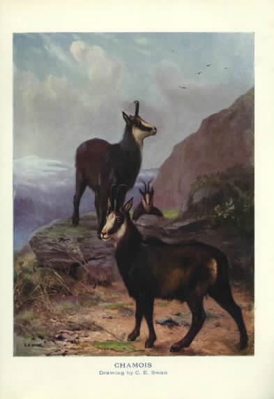 Chamois Sheep on a Hillside