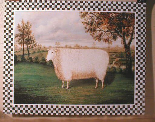 Checker Board Sheep