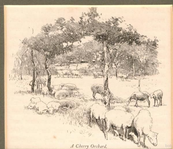 Cherry Orchard Sheep