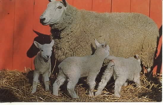 Cheviot Ewe with Triplets