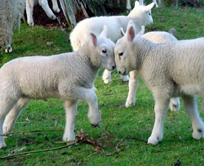 Cheviot Headbutt Lambs