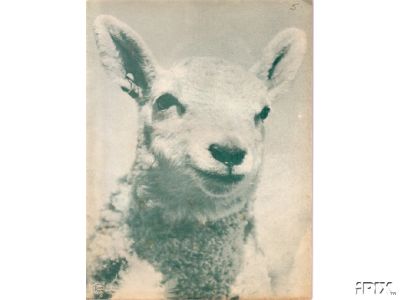 Cheviot Lamb