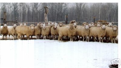 Cheviot Sheep in Snow