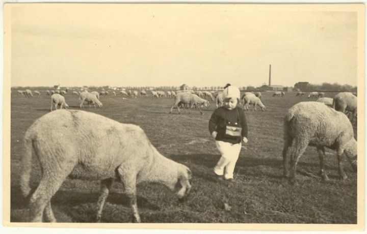 Child Loose in Sheep Flock