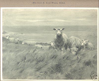 Cliff Pasture Sheep