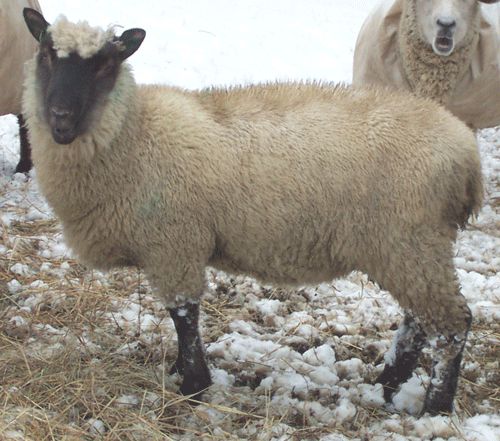 Clun Forest Sheep B