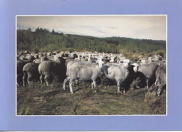 Co Sheep