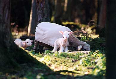 Coated Ewe with Twins