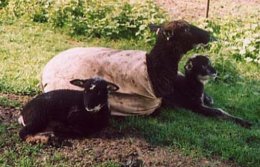 Coated Ewe with Twins1