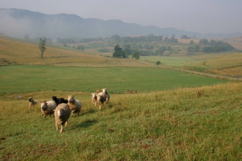 Coated Sheep Comming at Call