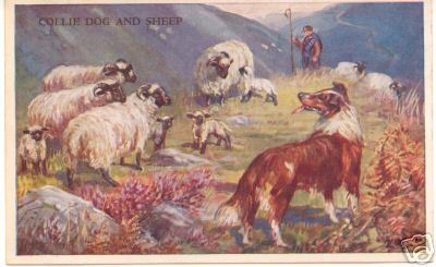 Collie Dog and Sheep