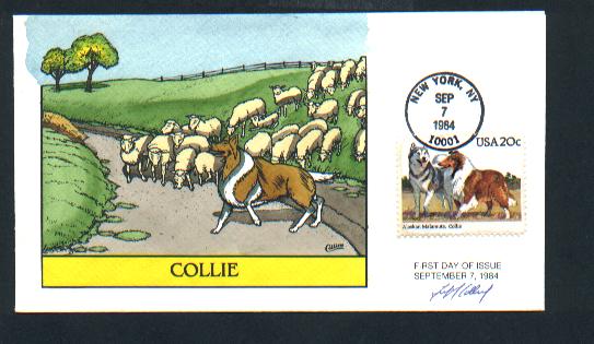 Collie Dog Herds Sheep