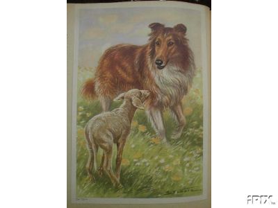 Collie with Lamb