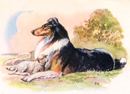 Collie with Lamb B