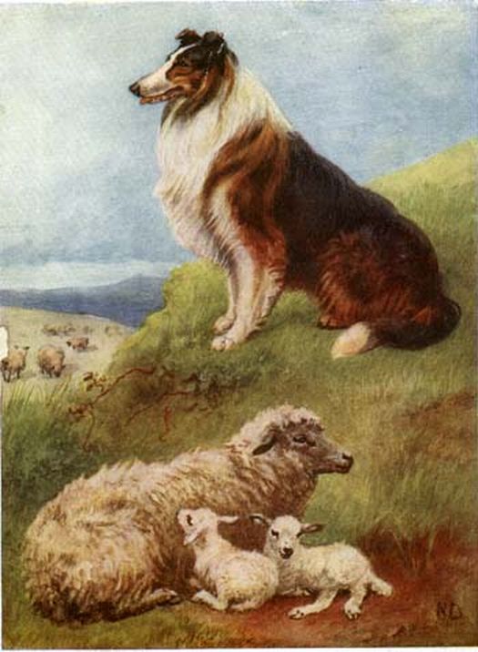 Collie with Sheep in Spring