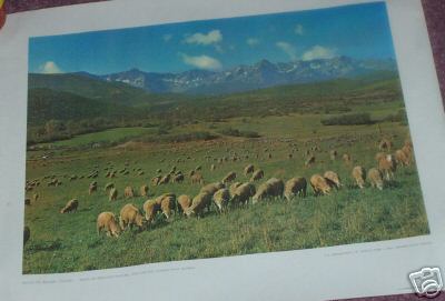 Colorado Sheep in Pasture