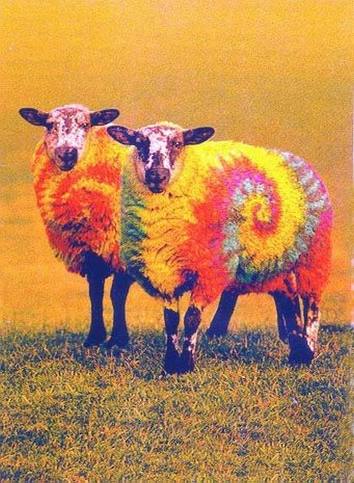 Colored Sheep B