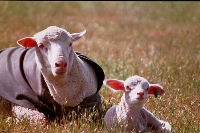 Cormo Ewe with Lamb