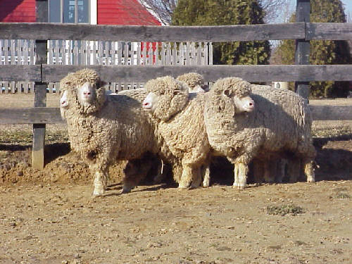 Cormo Sheep Applerose