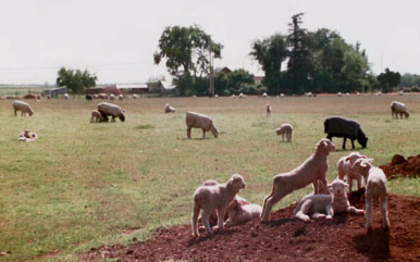 Cormo Sheep Stretching in the Field