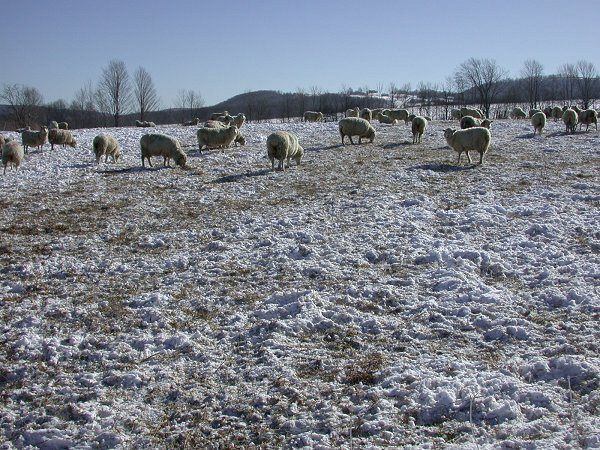 Cornell Sheep Flock