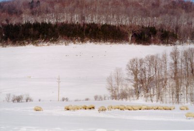 Cornell Sheep on Winter Pasture