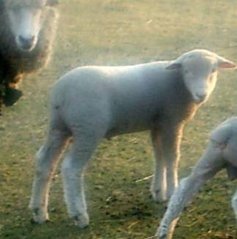 Corridale Lamb