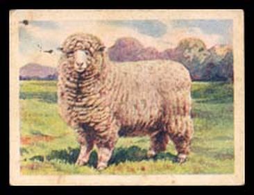 Corriedale Ram