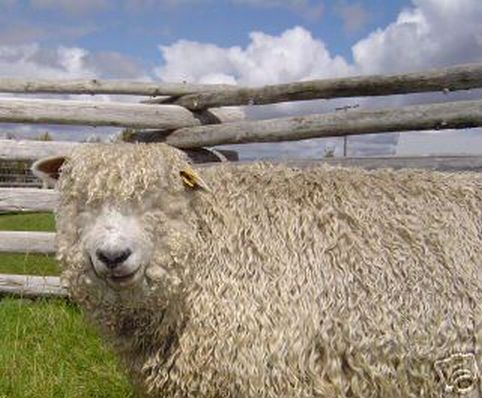 Cotswald Ewe Sheep