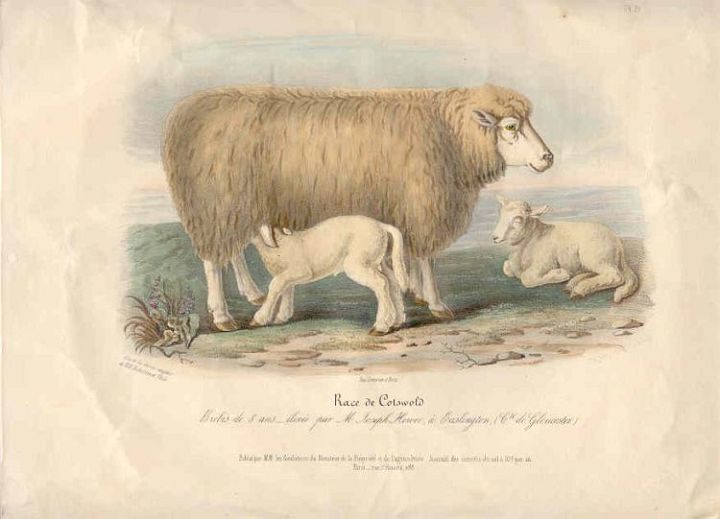 Cotswald Ewe with Twins