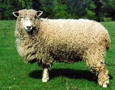 Cotswold Ewe