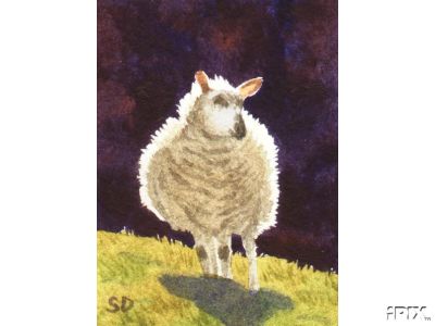 Cotswold Ewe 2