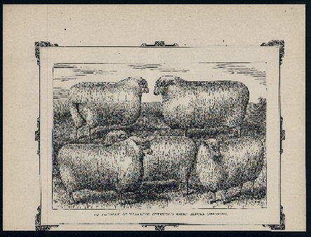 Cotswold Sheep Print