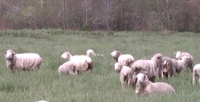 Covered Sheep at Pasture