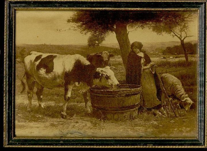 Cow Drinking Sheep Eating Girl Watching