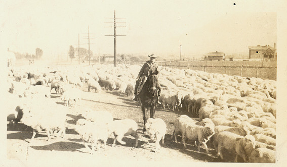 Cowboy Herding Sheep
