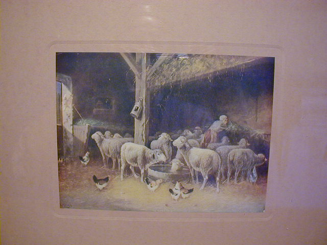 Crone Feeding Sheep