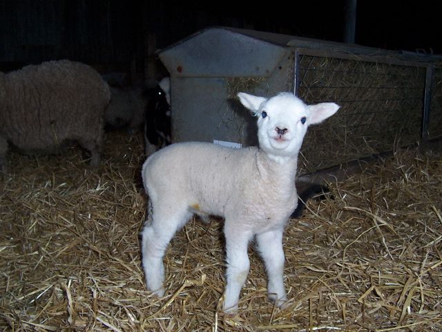 Cute Lamb