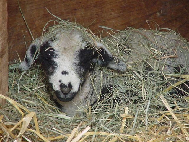 Cvm Sheep Lamb