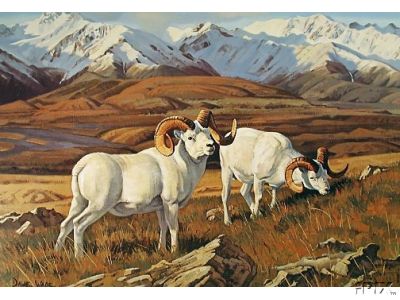 Dall Sheep